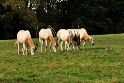 Ecoscience: Ecological Advantages Of Exotic Livestock Grazing From Theory to Practice